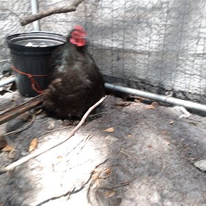 Standard-Bred Chicken Show 108b.jpg