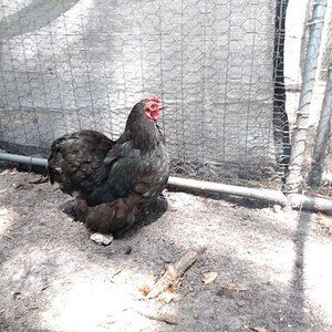 Standard-Bred Chicken Show 108d.jpg