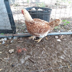 Standard-Bred Chicken Show 109a.jpg