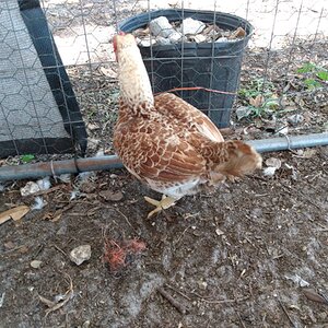 Standard-Bred Chicken Show 109c.jpg