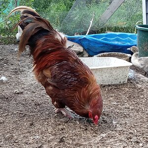 Standard-Bred Chicken Show 113c.jpg