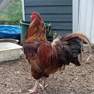 Standard-Bred Chicken Show 113e.jpg