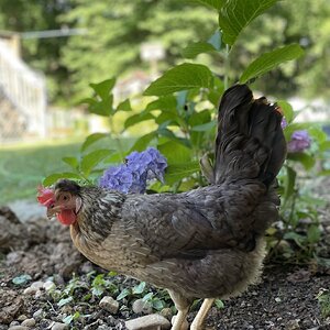 Standard-Bred Chicken Show 114a.jpg
