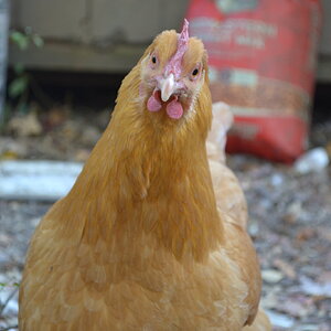 Standard-Bred Chicken Show 115d.jpg
