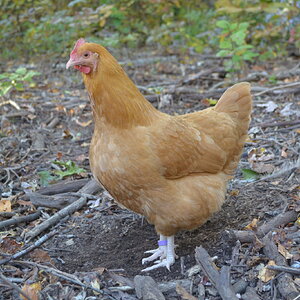Standard-Bred Chicken Show 115e.jpg