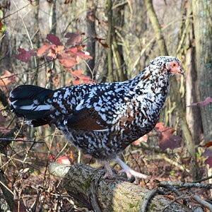 Standard-Bred Chicken Show 116b.jpg