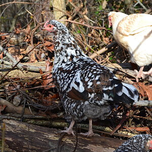 Standard-Bred Chicken Show 116c.jpg