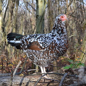 Standard-Bred Chicken Show 116d.jpg