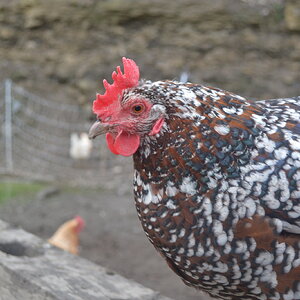 Standard-Bred Chicken Show 117a.jpg