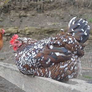 Standard-Bred Chicken Show 117c.jpg