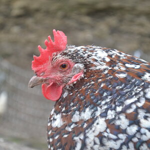Standard-Bred Chicken Show 117d.jpg