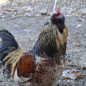 Standard-Bred Chicken Show 118a.jpg