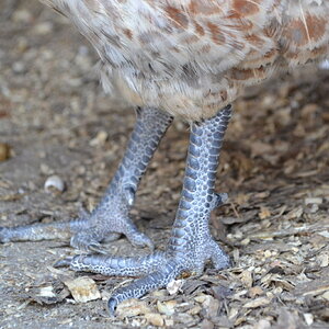 Standard-Bred Chicken Show 118b.jpg