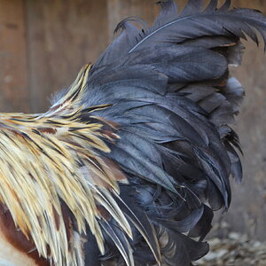 Standard-Bred Chicken Show 118c.jpg