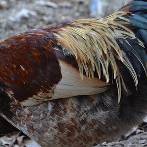 Standard-Bred Chicken Show 118d.jpg