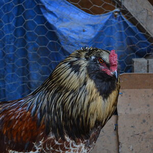 Standard-Bred Chicken Show 118e.jpg