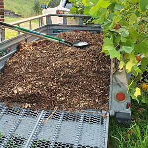 One trailer full of woodchips