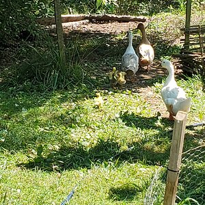 Aunt Blanca is watching over Tweedledees ducklings