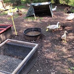 Tweedledee Duck and her babies outside for the first time 🦆🐤