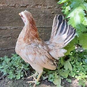 Standard-Bred Chicken Show 119b.jpg