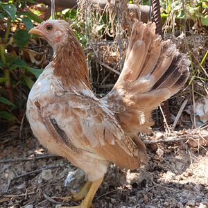 Standard-Bred Chicken Show 120b.jpg