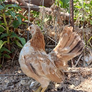 Standard-Bred Chicken Show 120c.jpg