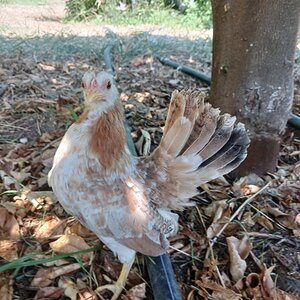 Standard-Bred Chicken Show 120e.jpg
