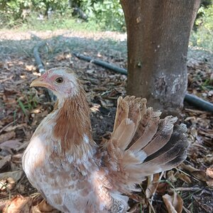 Standard-Bred Chicken Show 120f.jpg