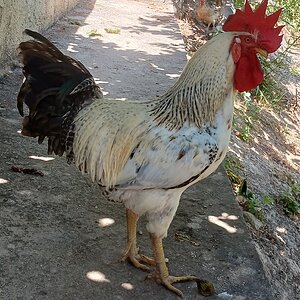 Standard-Bred Chicken Show 121a.jpg