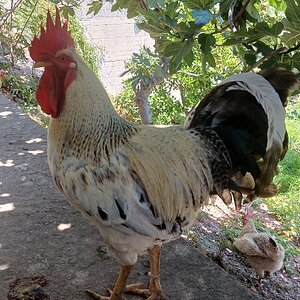 Standard-Bred Chicken Show 121b.jpg