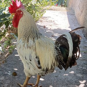 Standard-Bred Chicken Show 121c.jpg