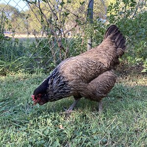 Standard-Bred Chicken Show 122b.jpg
