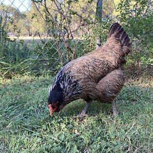 Standard-Bred Chicken Show 122c.jpg