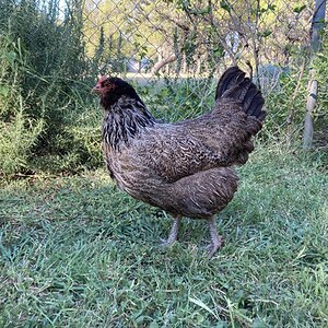 Standard-Bred Chicken Show 122d.jpg
