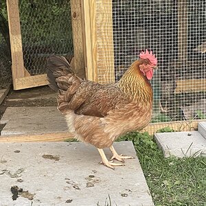 Standard-Bred Chicken Show 123a.jpg