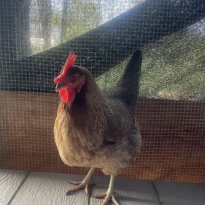 Standard-Bred Chicken Show 123c.jpg
