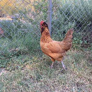 Standard-Bred Chicken Show 124c.jpg