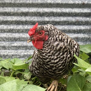 Standard-Bred Chicken Show 125a.jpg