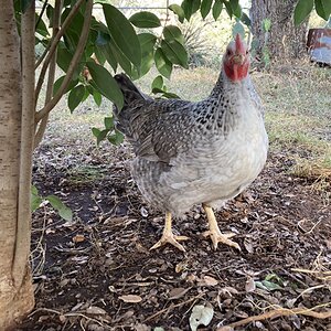 Standard-Bred Chicken Show 126a.jpg