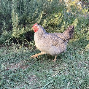 Standard-Bred Chicken Show 126b.jpg