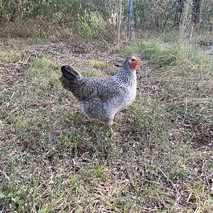 Standard-Bred Chicken Show 126c.jpg