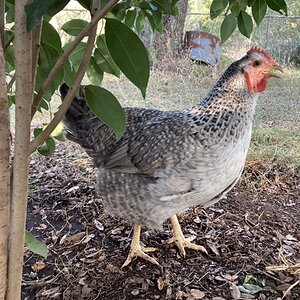 Standard-Bred Chicken Show 126d.jpg