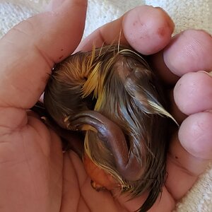 Rescued duckling