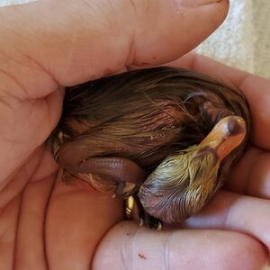 Rescued duckling
