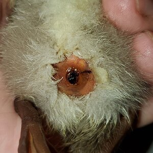 Rescued duckling