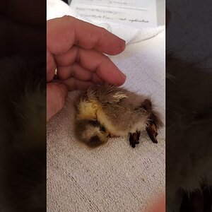 Little duckling curling up - sick? 🤔
