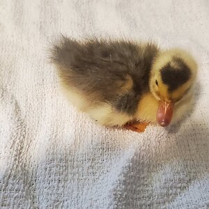 New little duckling