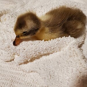 Deceased Duckling