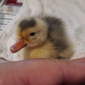 Just an hour after my rescued duckling died, this one hatched out of the rescued eggs…