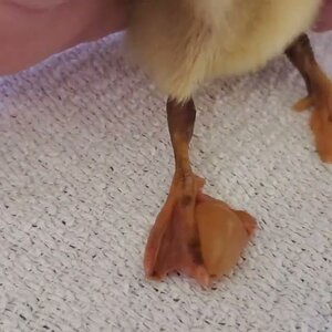 Duckling's foot with blister